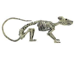 1501-6875 Скелет мыши 25х9см/G