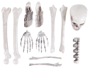 1501-7176 Череп и кости скелета 12шт/G
