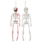 1501-7160 Скелет кровавый подвесной/G