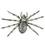 1501-6874 Скелет паука 25х14см/G